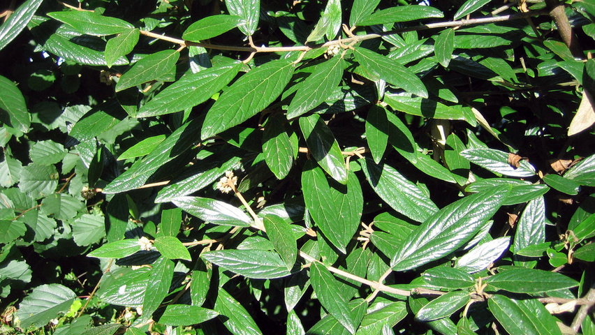 Viburnum 'Pragense' leaves