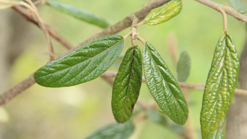 Viburnum 'Pragense' leaves