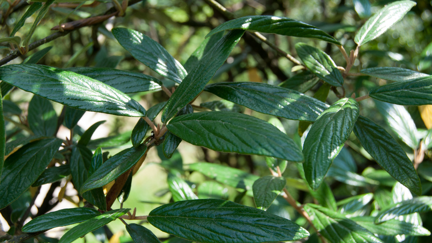 Viburnum 'Pragense' leaves