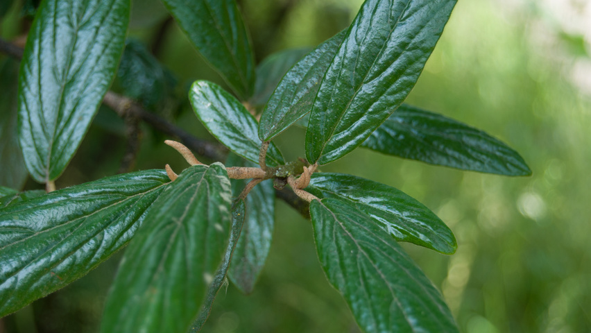 Viburnum 'Pragense' leaves