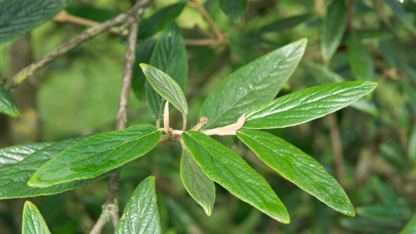 Viburnum 'Pragense' leaves