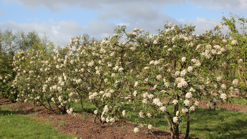 Viburnum 'Pragense' multi-stem