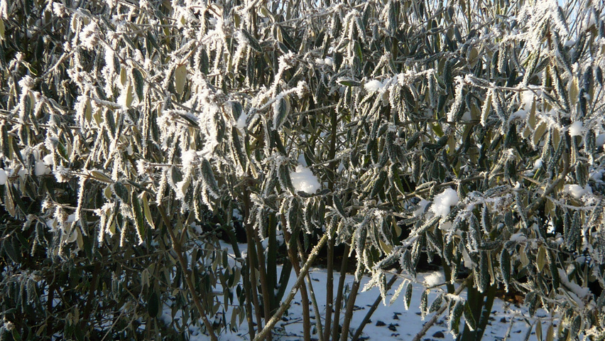 Viburnum 'Pragense' multi-stem umbrella