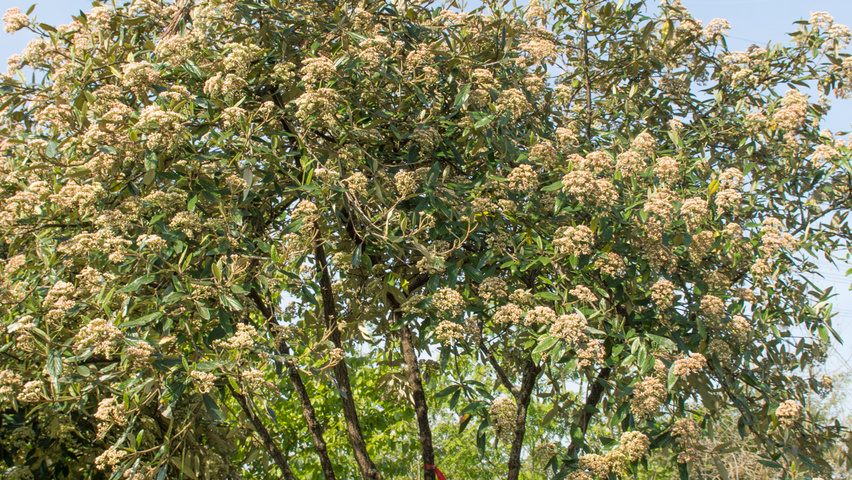 Viburnum 'Pragense' multi-stem umbrella