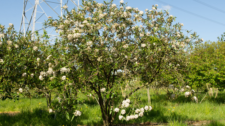 Viburnum 'Pragense' multi-stem umbrella