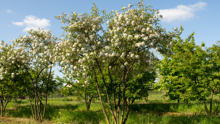 Viburnum 'Pragense' multi-stem umbrella