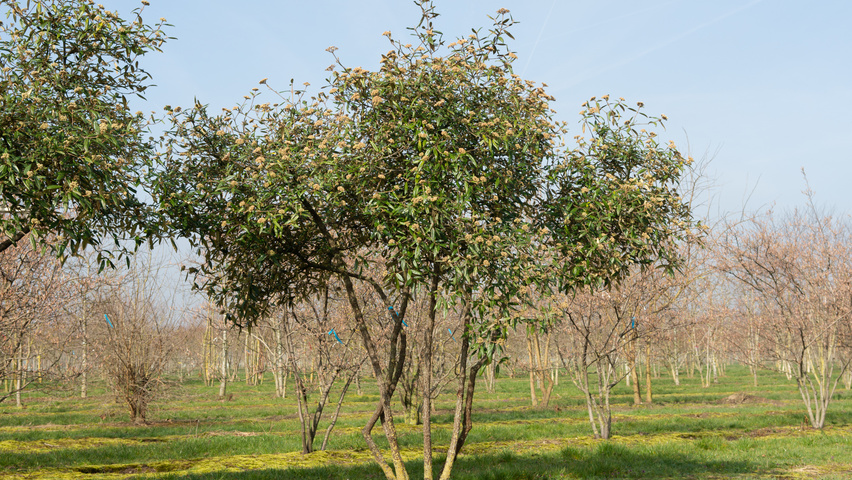 Viburnum 'Pragense' multi-stem umbrella