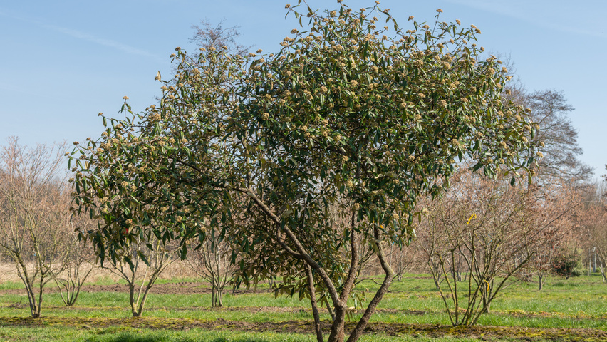 Viburnum 'Pragense' multi-stem umbrella