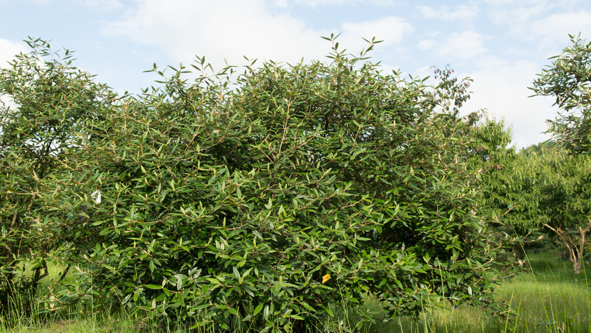 Viburnum 'Pragense' solitary shrubs