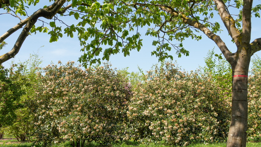 Viburnum 'Pragense' solitary shrubs