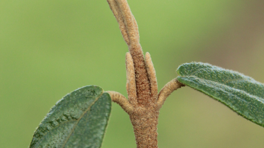 Viburnum 'Pragense' twigs