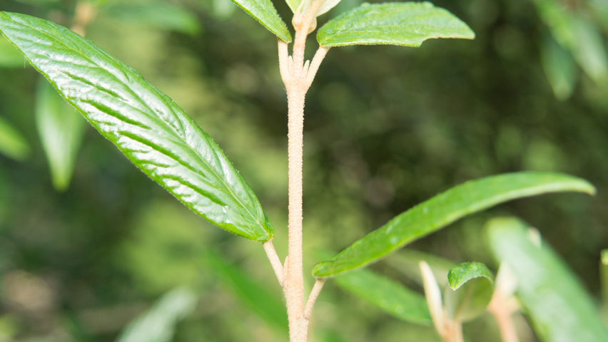 Viburnum 'Pragense' twigs