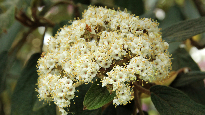 Viburnum 'Rhytidocarpum' bloem