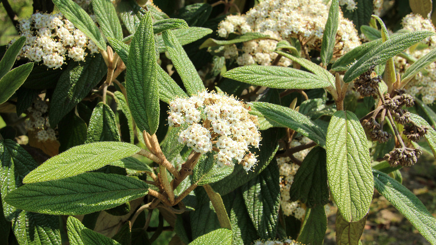 Viburnum 'Rhytidocarpum' bloem