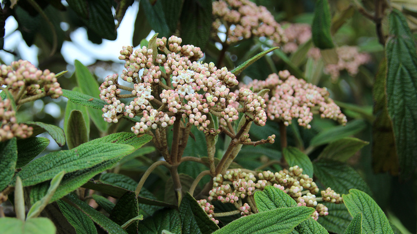Viburnum 'Rhytidocarpum' bloem