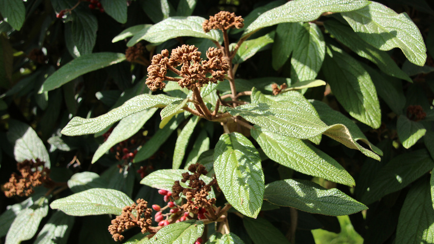Viburnum 'Rhytidocarpum' bloem