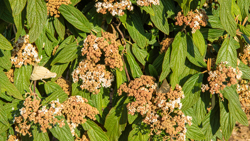 Viburnum 'Rhytidocarpum' bloem