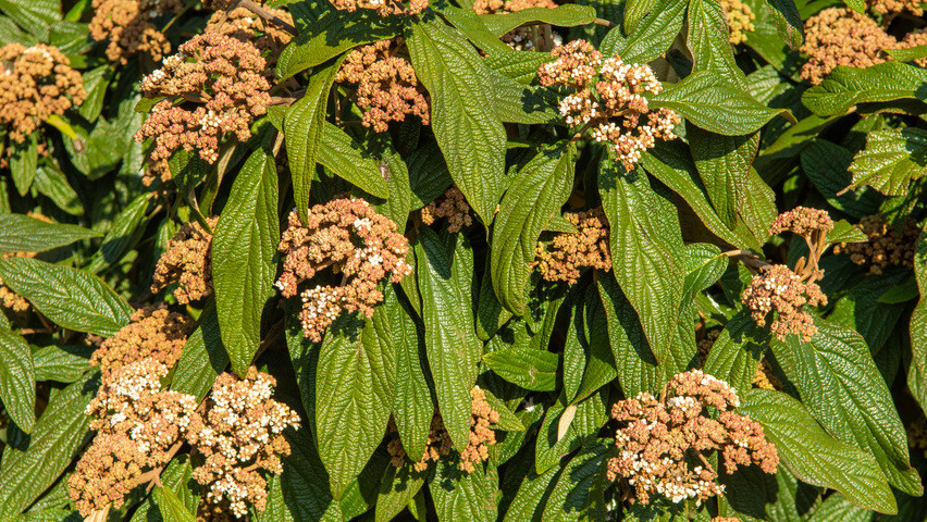 Viburnum 'Rhytidocarpum' bloem