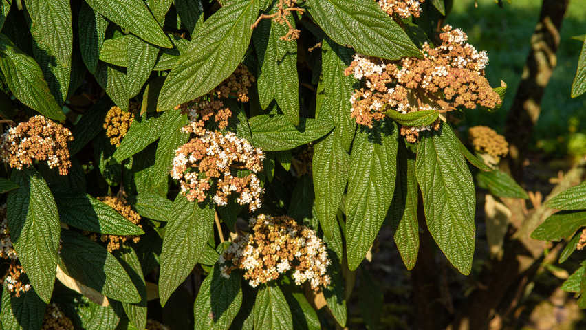 Viburnum 'Rhytidocarpum' bloem