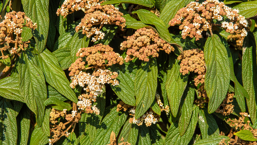 Viburnum 'Rhytidocarpum' bloem