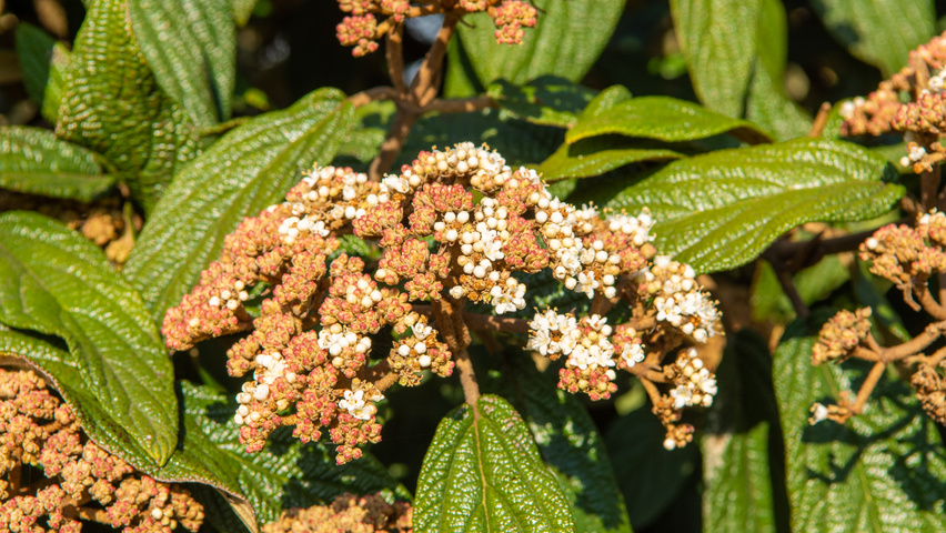 Viburnum 'Rhytidocarpum' bloem