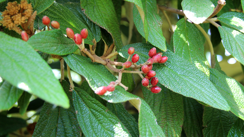Viburnum 'Rhytidocarpum' vrucht
