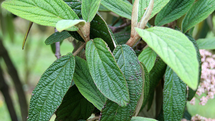 Viburnum 'Rhytidocarpum' blad