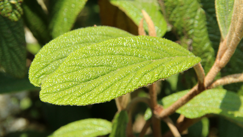 Viburnum 'Rhytidocarpum' blad