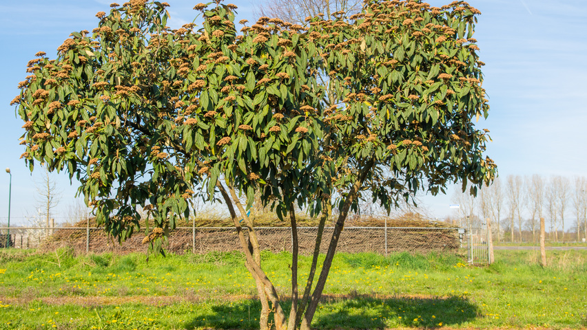 Viburnum 'Rhytidocarpum' meerstammig