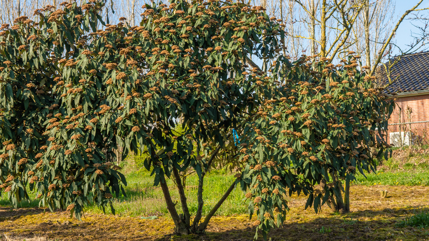 Viburnum 'Rhytidocarpum' meerstammig