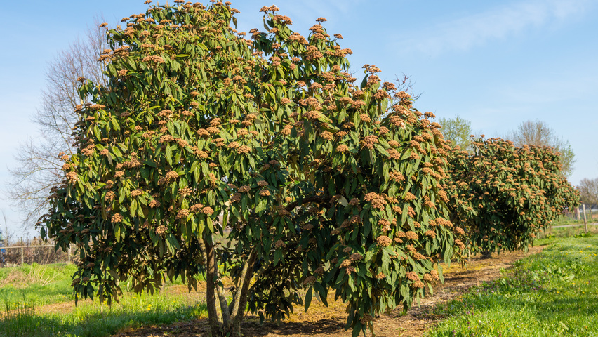 Viburnum 'Rhytidocarpum' meerstammig