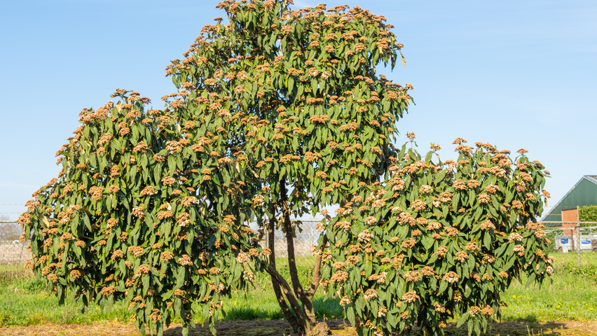 Viburnum 'Rhytidocarpum' meerstammig