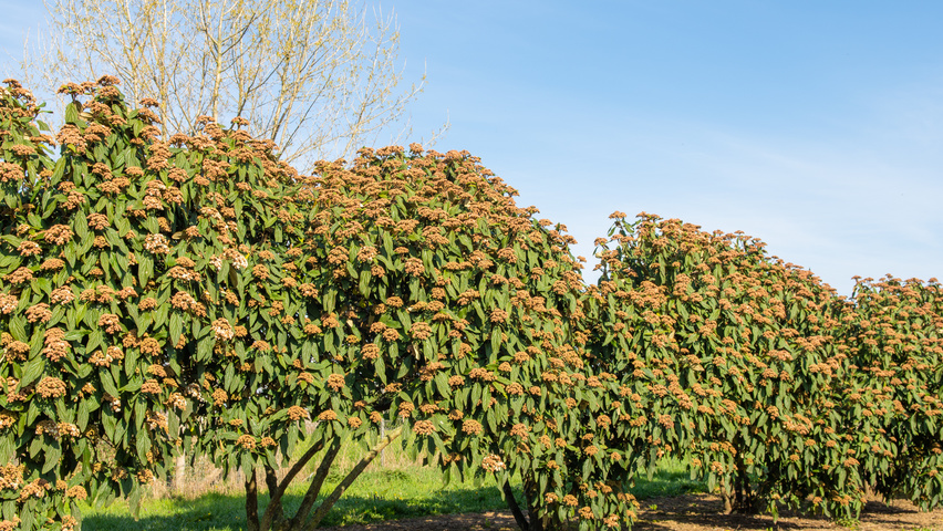 Viburnum 'Rhytidocarpum' meerstammig