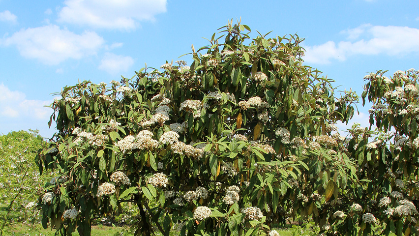Viburnum 'Rhytidocarpum' meerstammig parasol