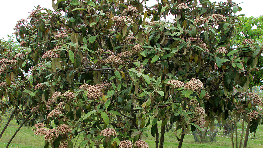 Viburnum 'Rhytidocarpum' meerstammig parasol