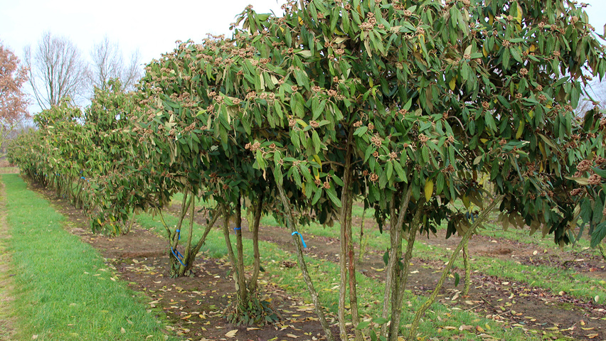 Viburnum 'Rhytidocarpum' meerstammig parasol