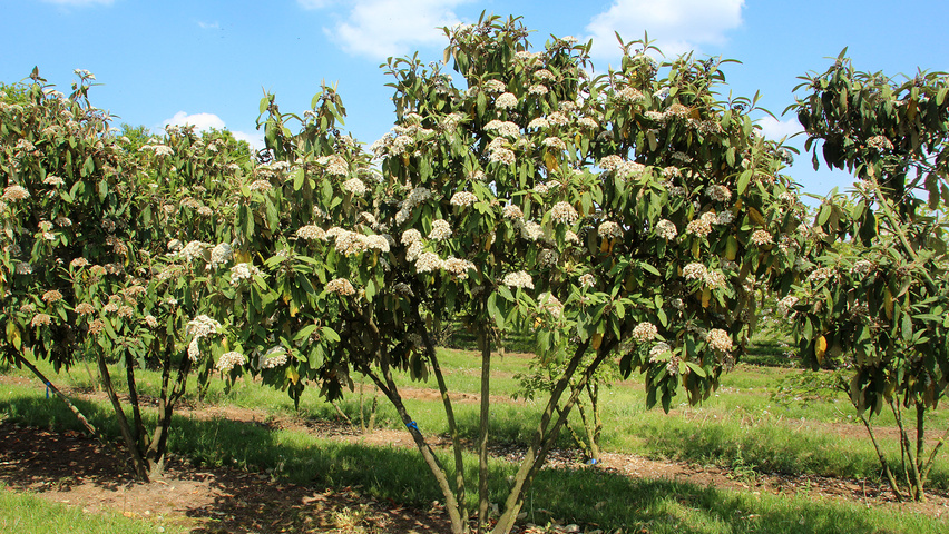 Viburnum 'Rhytidocarpum' meerstammig parasol