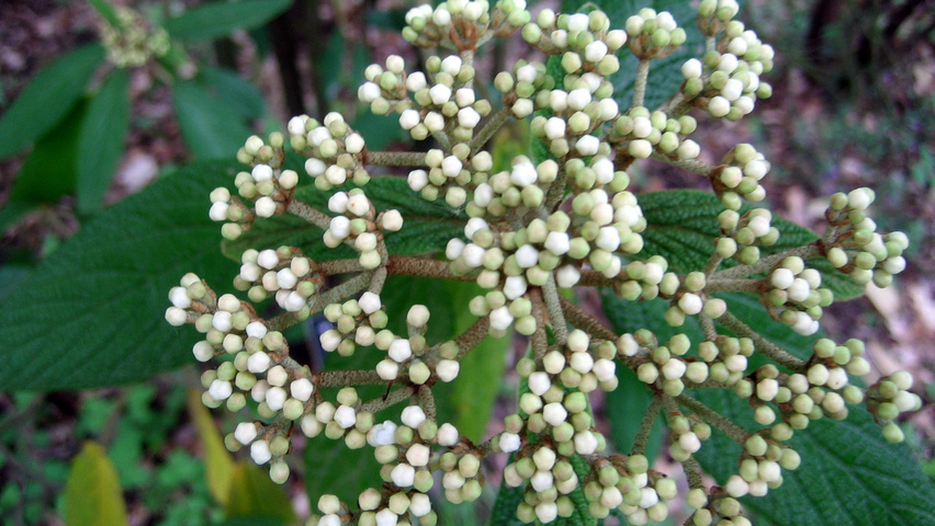 Viburnum rhytidophyllum цветки
