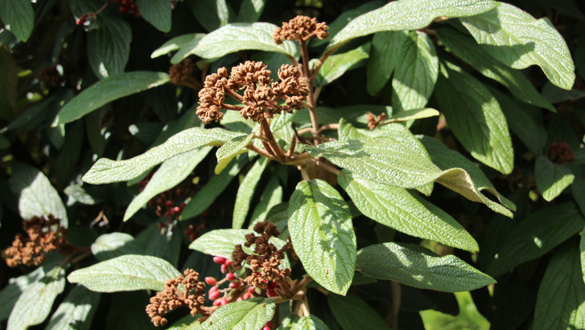 Viburnum rhytidophyllum цветки