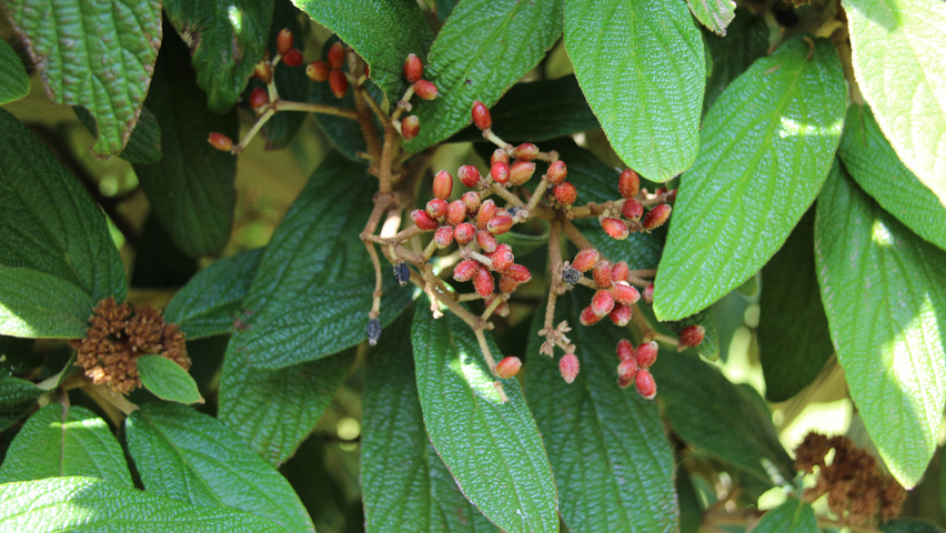 Viburnum rhytidophyllum плоды