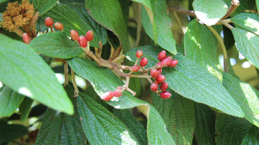 Viburnum rhytidophyllum плоды