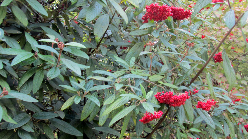 Viburnum rhytidophyllum плоды