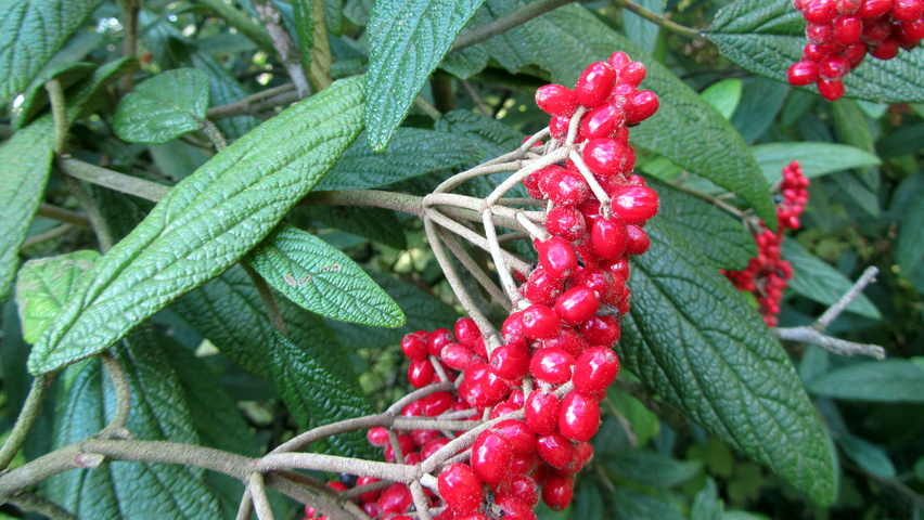 Viburnum rhytidophyllum плоды