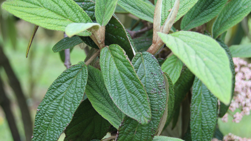Viburnum rhytidophyllum листья