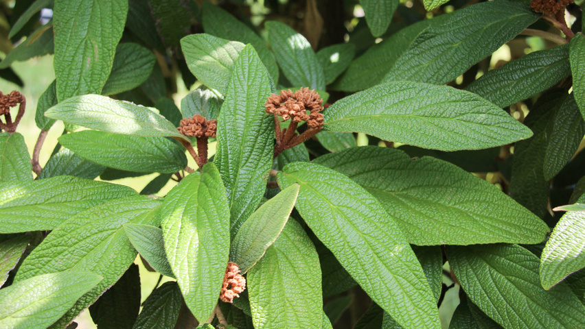 Viburnum rhytidophyllum листья
