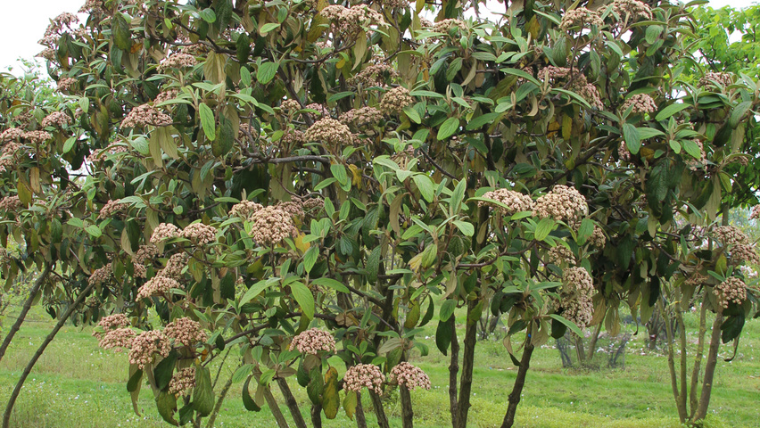 Viburnum rhytidophyllum Многоствольные деревья