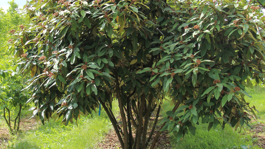 Viburnum rhytidophyllum Многоствольные деревья