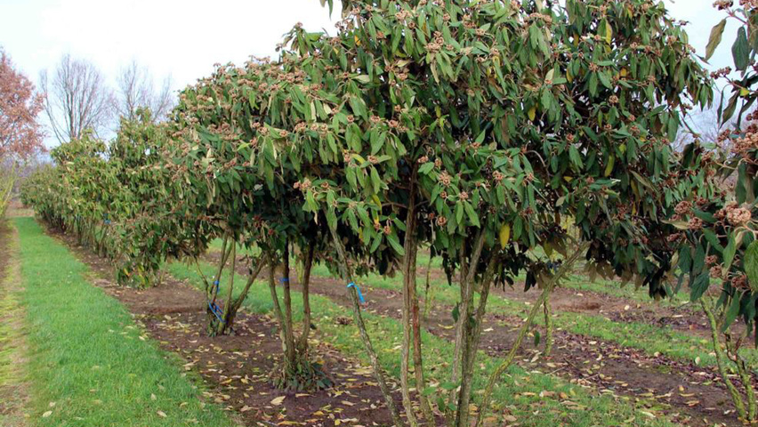 Viburnum rhytidophyllum Многоствольные деревья