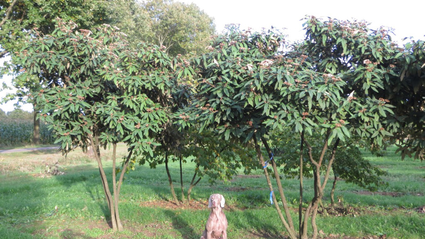 Viburnum rhytidophyllum Многоствольные деревья