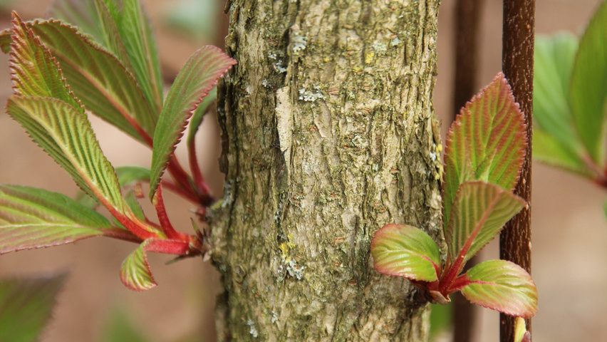 Viburnum x bodnantense 'Charles Lamont' bast
